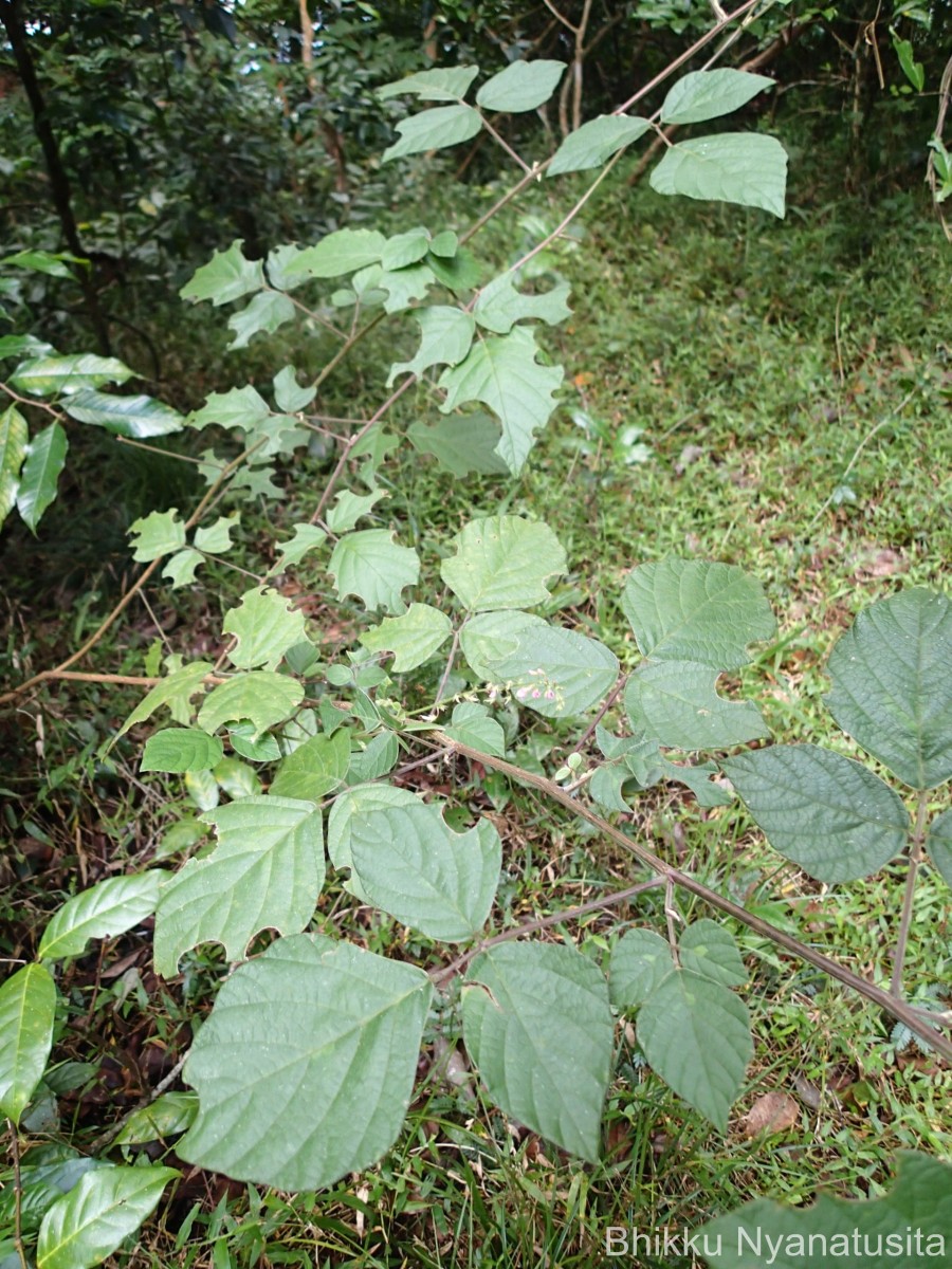 Polhillides velutina (Willd.) H.Ohashi & K.Ohashi